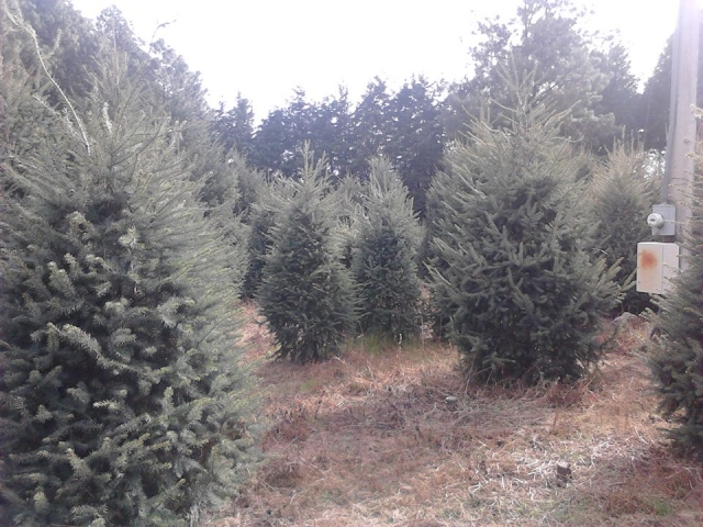 arbolererererereres de navidad