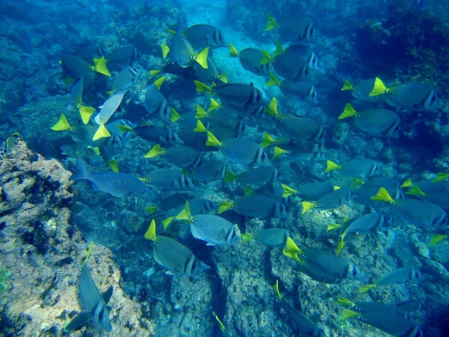 Coloternera cola amarilla
