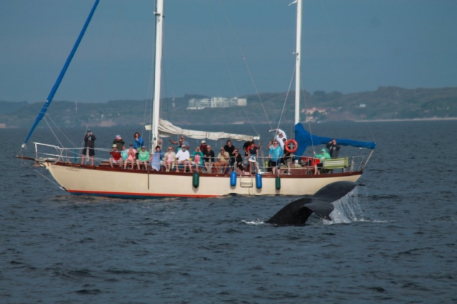 Avistamiento de ballenas