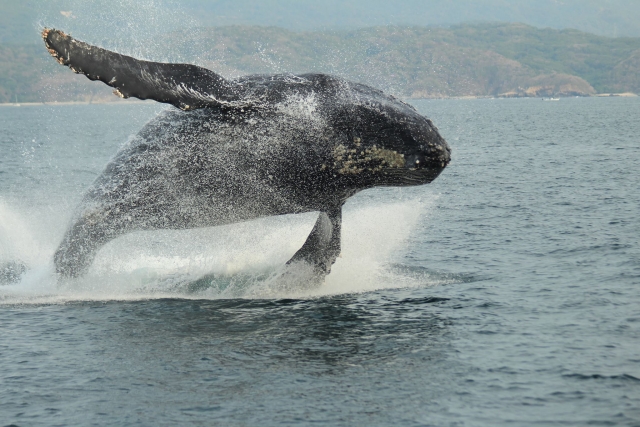 Ballena saltando