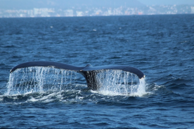 cola de ballena