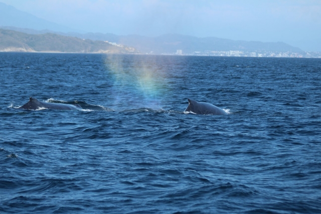 Encontrando especiererererereres marinas