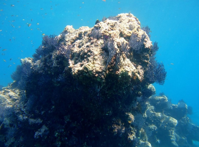Snorkel en islas marietas