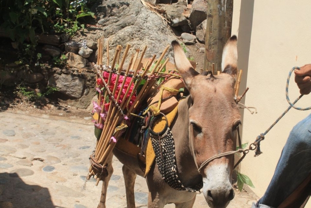 burro con floternera