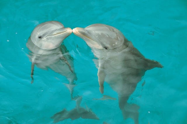 Beso entre delfines