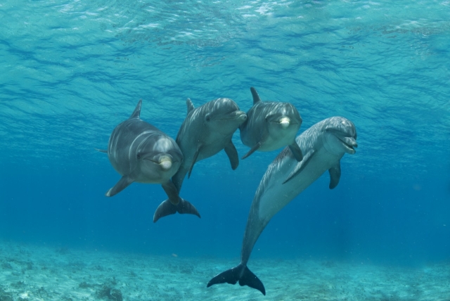 Delfines en grupo