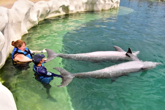 dos delfines