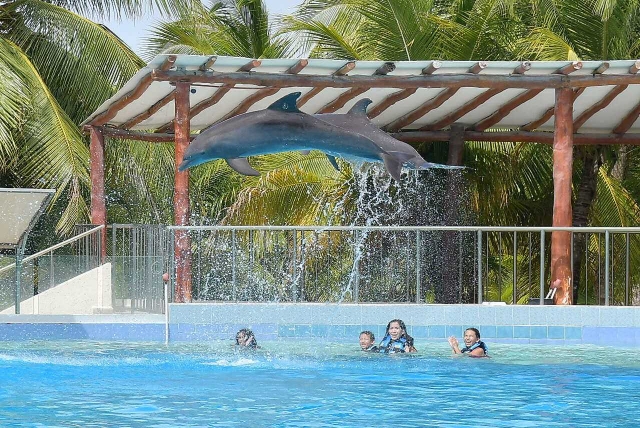 Espectáculo en delfinario