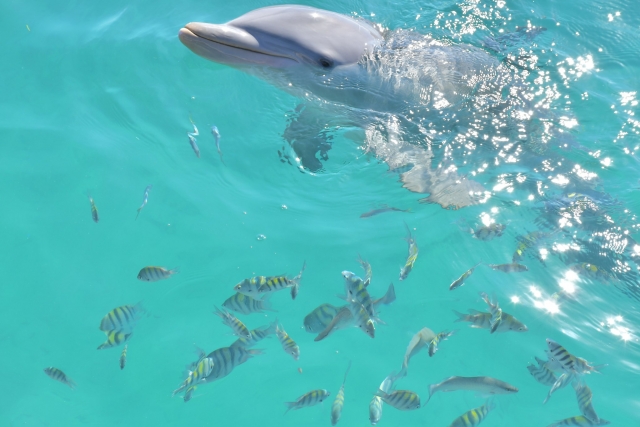 Nadando entre peces