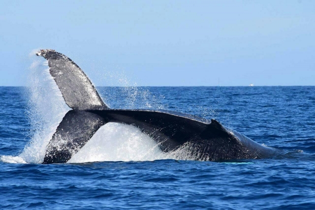 Avistamiento de ballenas