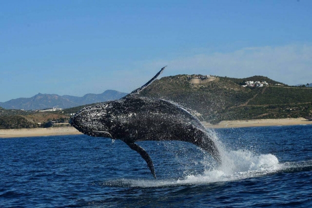 Ballena saltando