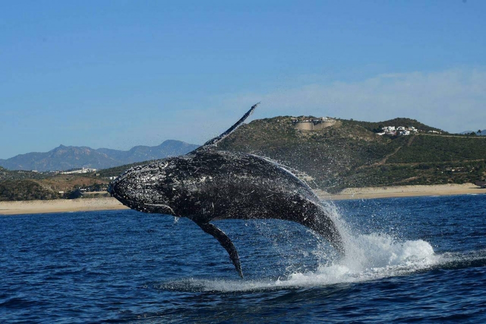Ballena saltando Ballena saltando
