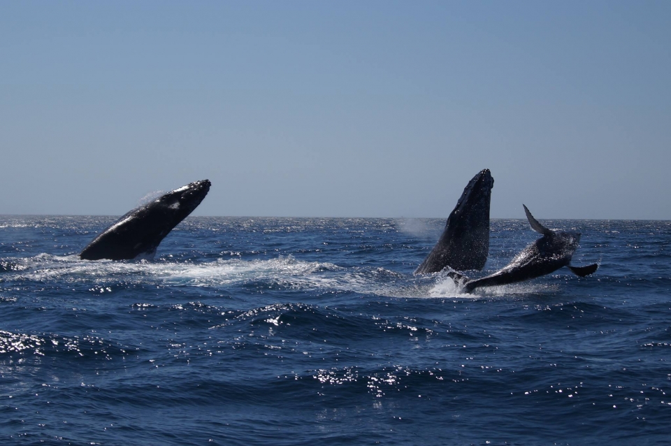 Encuentro con ballenas Encuentro con ballenas