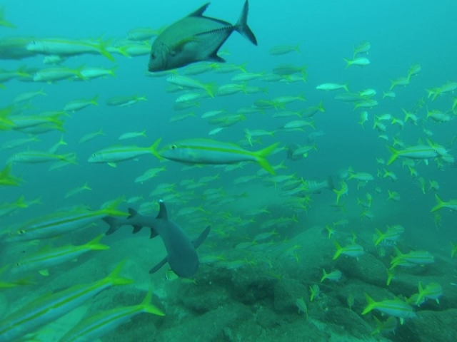 Contempla hermosos banquetas de pecereres