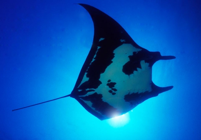 Mantarrayas en Gordo Banks 