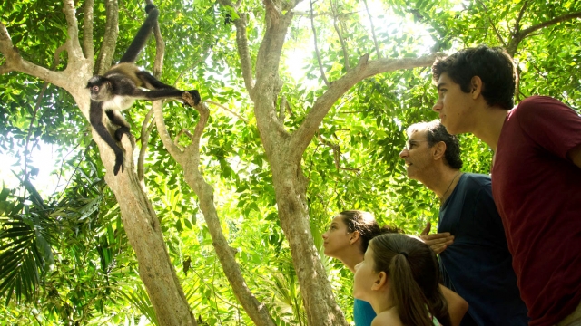 Animalererererereres de la selvas