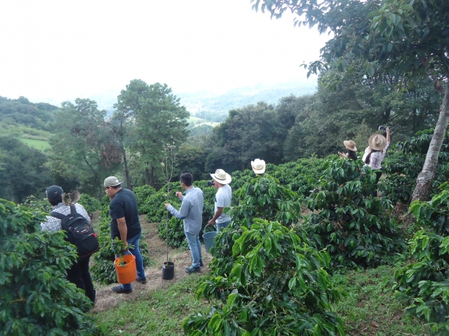 Finca Buenavista
