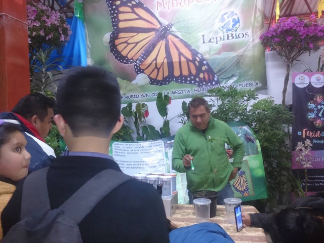 Mariposas