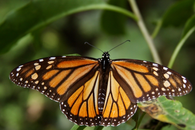 Mariposa Monarca