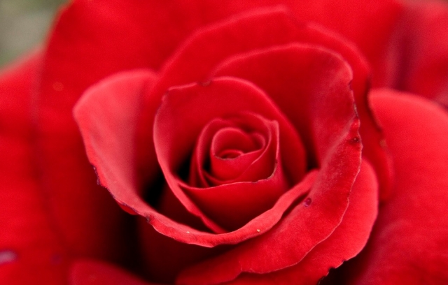rosas