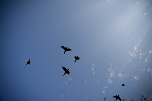 vuelo de golondrinas