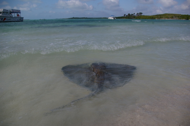 Conociendo a los animales