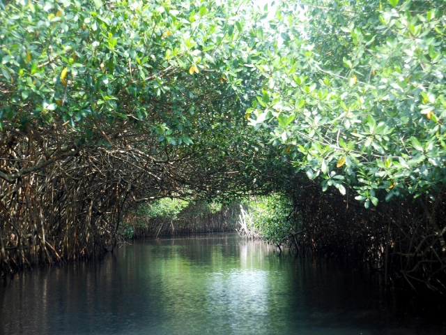 Manglar en isla isabel 