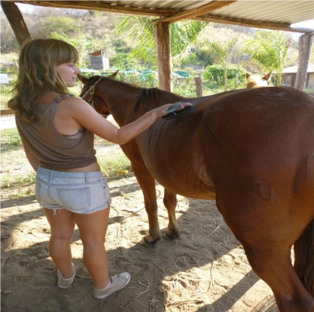Limpieza de caballos