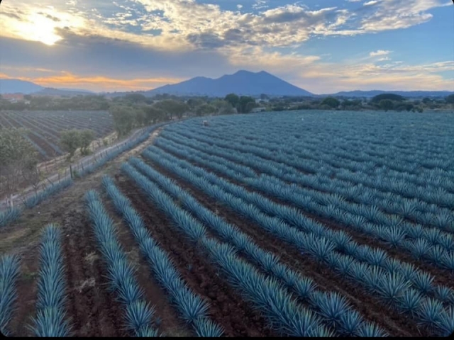 Campos de agave