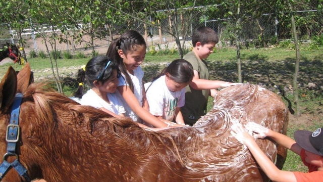 Enjabonando al caballo 