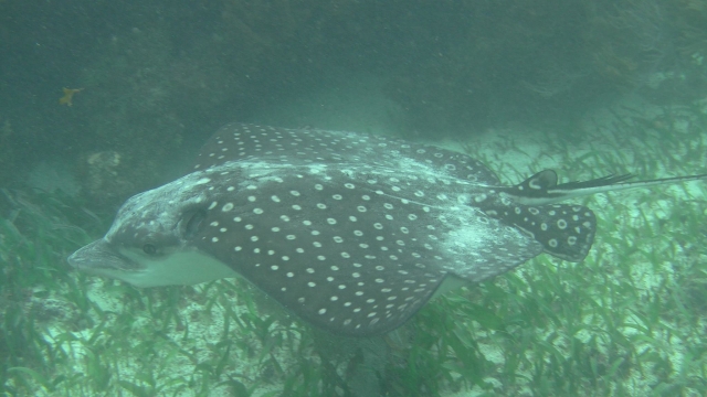 Observando a las rayas