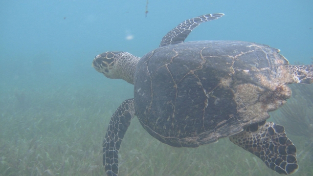 Encontramos una tortuga