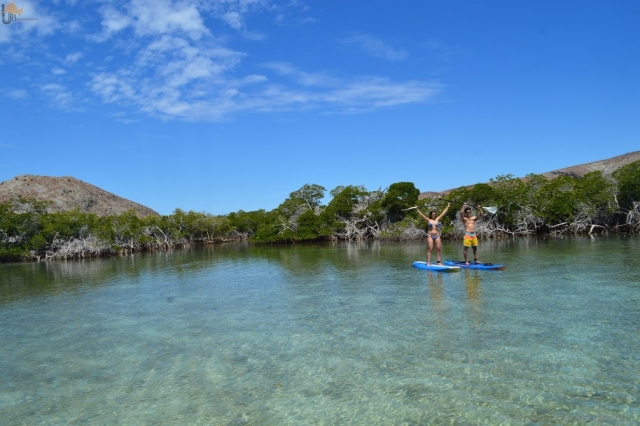 Descubriendo el manglar en sup 