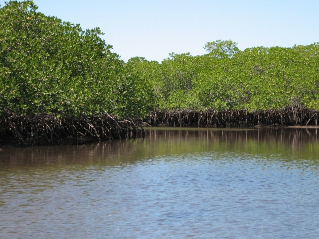 El manglar en La Paz