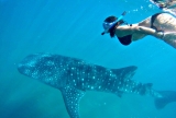 Snorkel con el tiburon ballena en La Paz