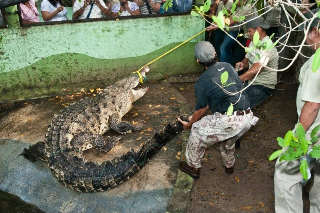 cocodrilario