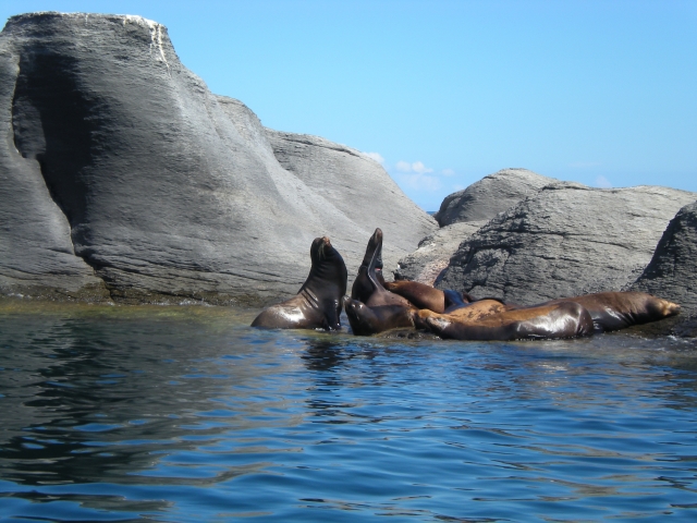 Isla coronado  leonereres marinos