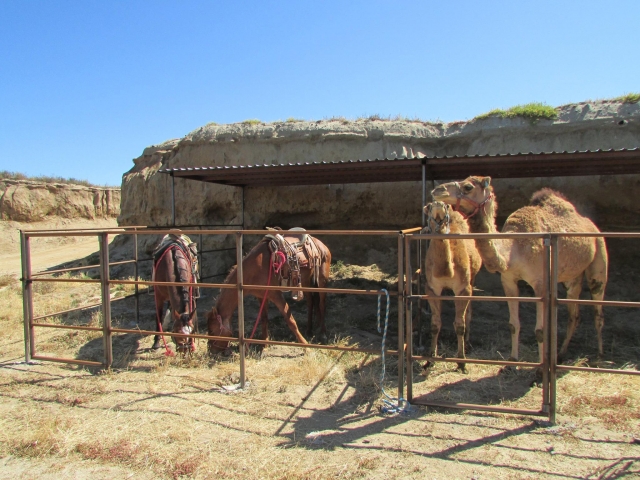 Caballos en Rosarito