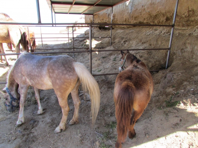 Ponys en la caballeriza