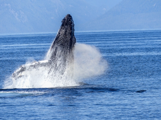 Ballenas en nayarit