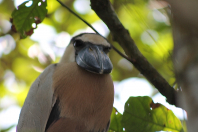 Avistamiento de averes