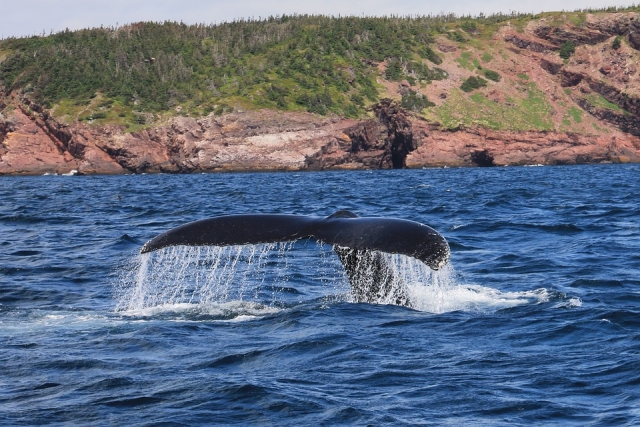 avistamiento de ballenas