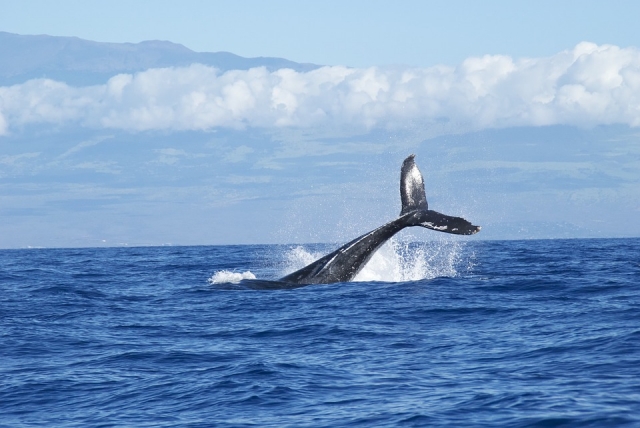 Ballenas del pacifico