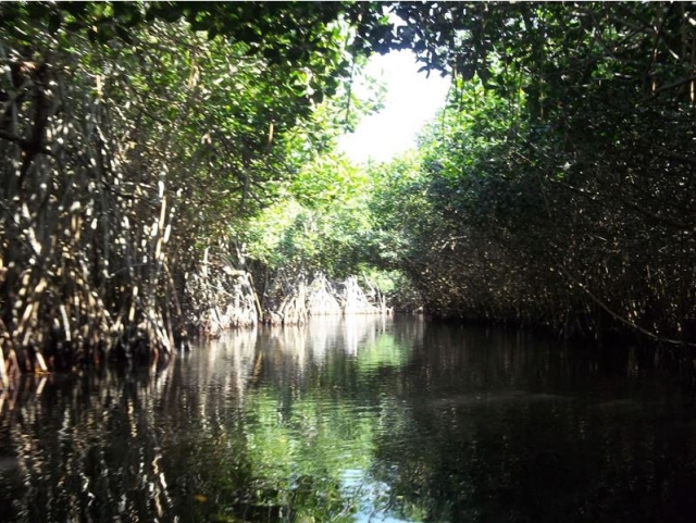 Entrando al manglar 
