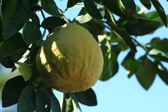 Arbolererererereres frutaleres