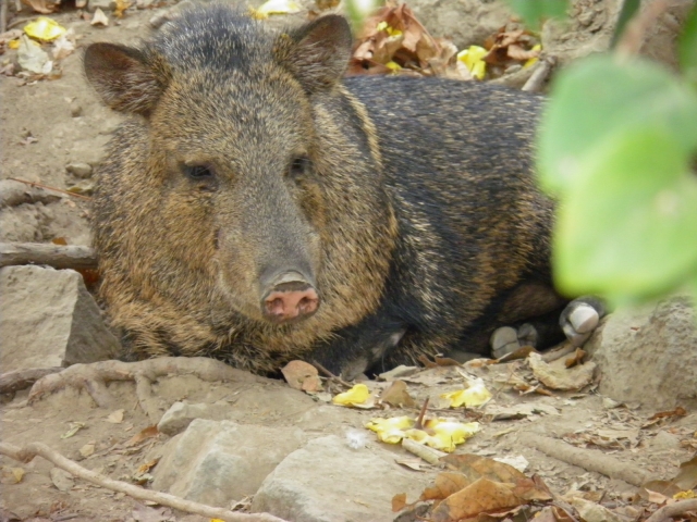 Pecarie a collar