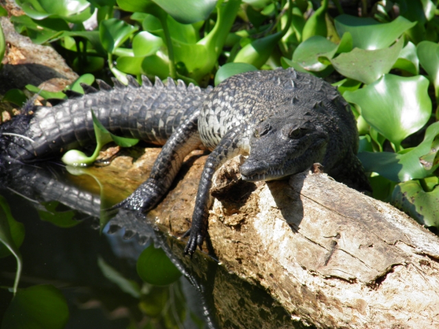 Filemone el cocrodilo 