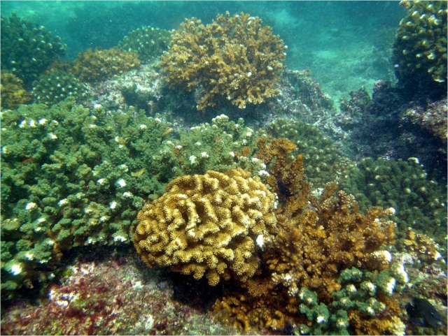 Arrecifererererereres coralinos de huatulco