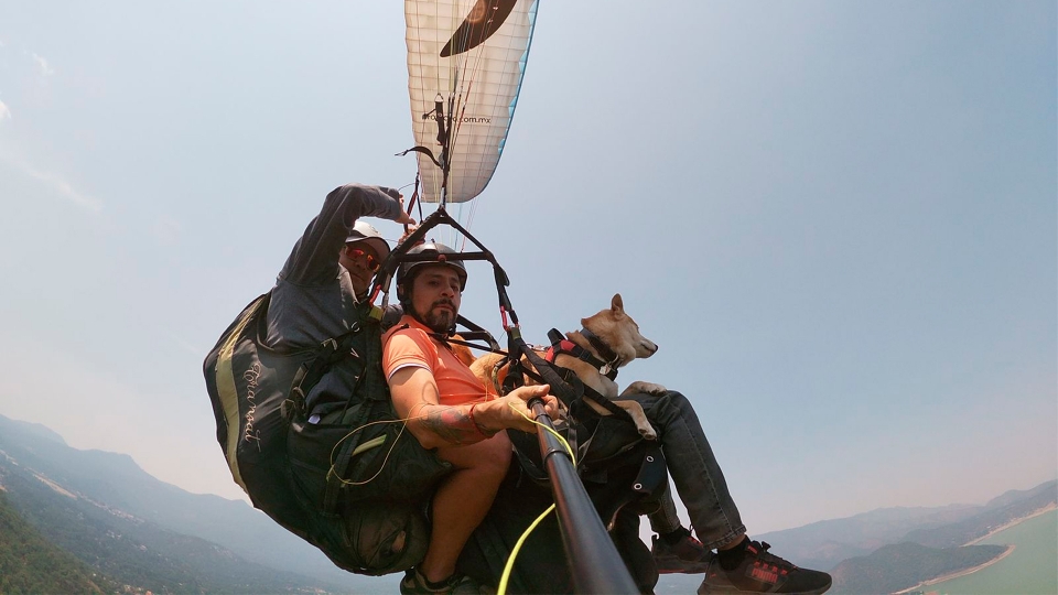 Volando con mi mascota