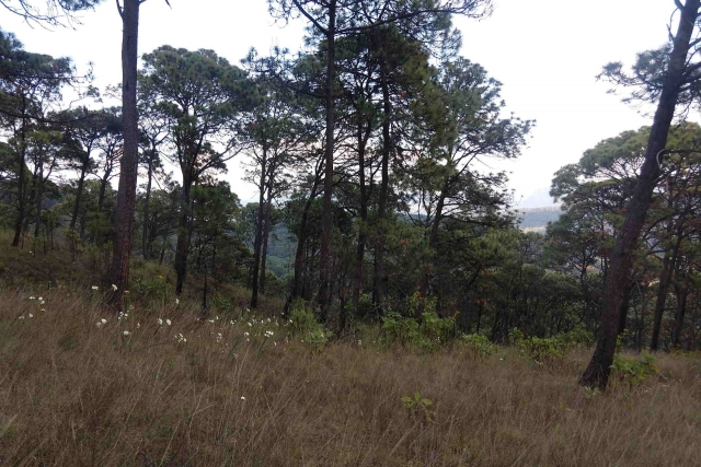 Recorriendo el bosque